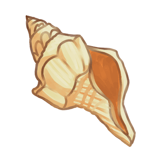 Sea Shells