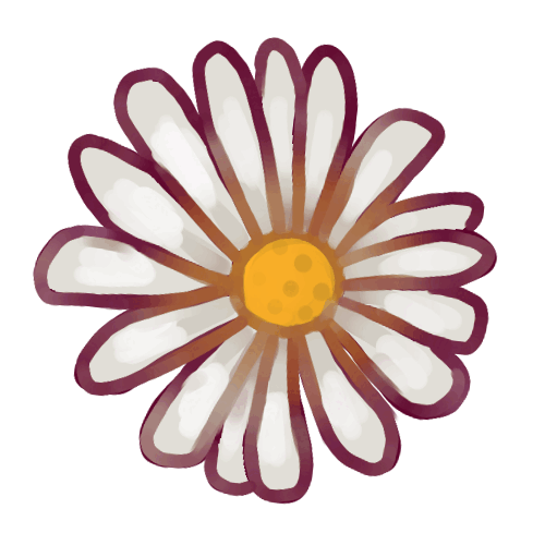 Ox-eye Daisies